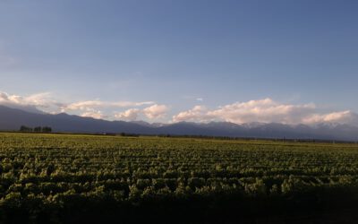Erkundung der Weinregionen auf dem Weg von Salta über Cordoba nach Mendoza