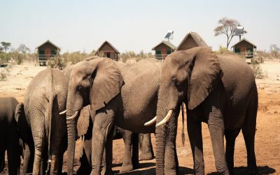 Elephant Sands Lodge nähe Nata in Botswana