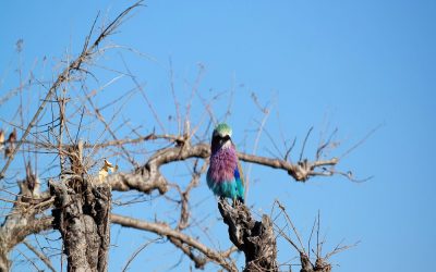 Besuch im Chobe Nationalpark Botswana