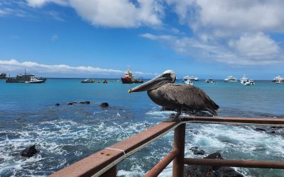 Inselhopping auf Galapagos